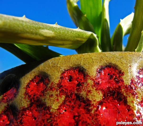 Aloe